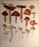 Commandant Julien Lignier (1872-1932), Albums of Fine Original Watercolors of Fungi.