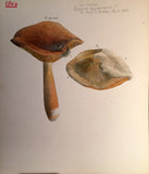 Commandant Julien Lignier (1872-1932), Albums of Fine Original Watercolors of Fungi.