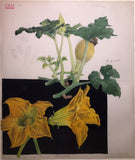 Commandant Julien Lignier (1872-1932), Albums of Fine Original Watercolors of Fungi.