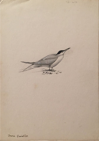George Edward Lodge (British, 1860-1954), “Common Tern” Sterna Fluviatilis