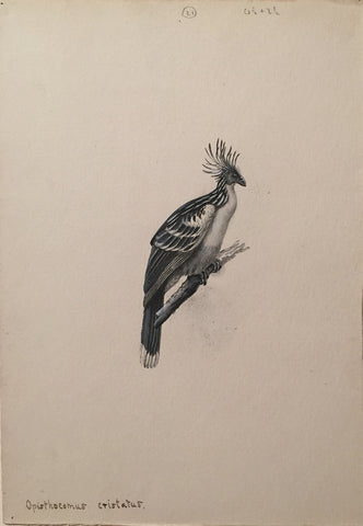George Edward Lodge (British, 1860-1954), “Crested Hoatzin”, Opisthocomus Cristatus