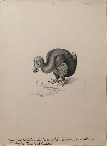 George Edward Lodge (British, 1860-1954), Do Do “Copied from Roland Savery’s Dodo in the ‘Belvedere’, from plate in Strickland’s ‘Dodo X its Kindred’”