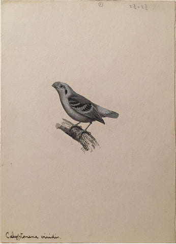 George Edward Lodge (British, 1860-1954), “Green Broadbill”, Calyptomena Viridis