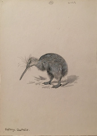 George Edward Lodge (British, 1860-1954), “Kiwi”, Apteryx Australis