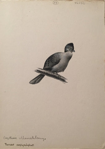 George Edward Lodge (British, 1860-1954), “Lourie”, Turacus Porphyreolophus.