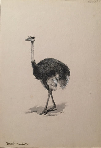 George Edward Lodge (British, 1860-1954), “Ostrich”, Struthio Camelus