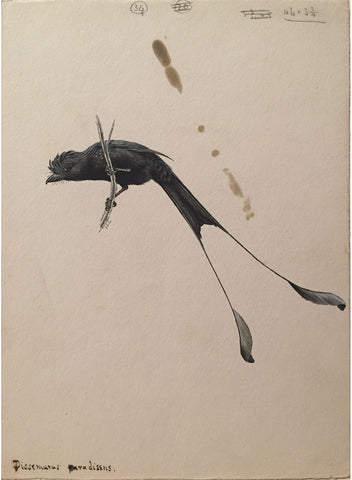 George Edward Lodge (British, 1860-1954), “Racket tailed Drogan” Dissemurus Paradisens