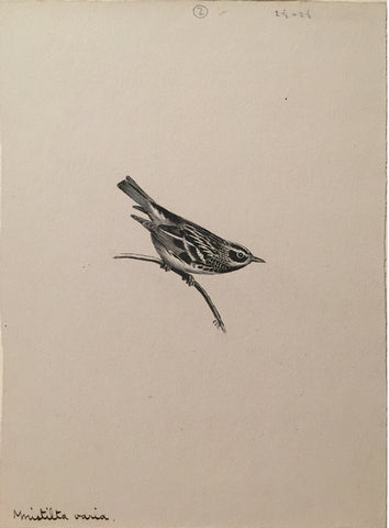 George Edward Lodge (British, 1860-1954), “The black-and-white warbler” Mnistilta Varia