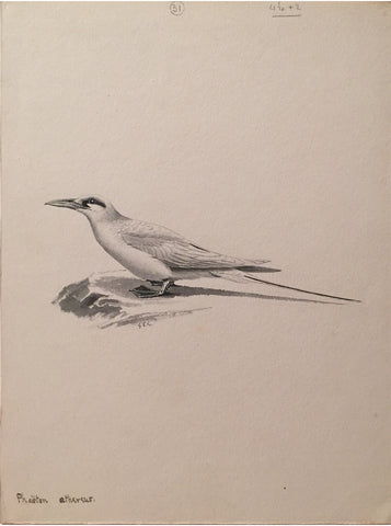 George Edward Lodge (British, 1860-1954), “The red-billed tropicbird” Phaeton Athereus