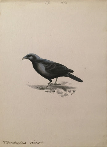 George Edward Lodge (British, 1860-1954), “The satin bowerbird” Ptilonorhynchus Violaceaur