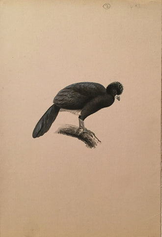 George Edward Lodge (British, 1860-1954), Untitled- Black Crested Bird