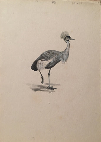 George Edward Lodge (British, 1860-1954), Untitled (Plumed bird)