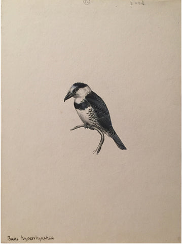 George Edward Lodge (British, 1860-1954), “White-fronted Puffbird” Bucco Hyperrhynchus