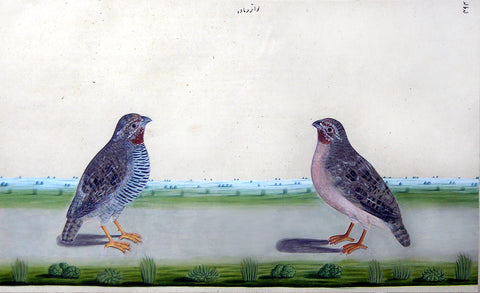 The Lucknow School, A Pair of Common (Eurasian) Quail