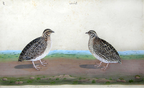 The Lucknow School, A Pair of Jungle Bush-Quail (Perdicula asiatica)