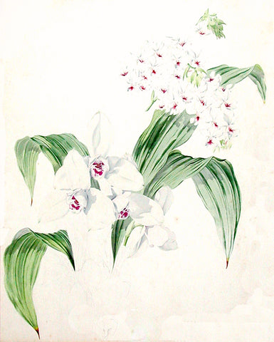 James Laird MacFarlane (British, 1836-1913), Orchid Study (2)