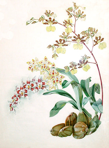 James Laird MacFarlane (British, 1836-1913), Orchid Study