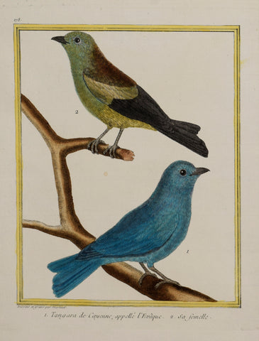 Francois Nicolas Martinet ( b. 1731)  1. Tangara de Cayene, appelle “‘Eveque 2. sa femelle, Pl. 178