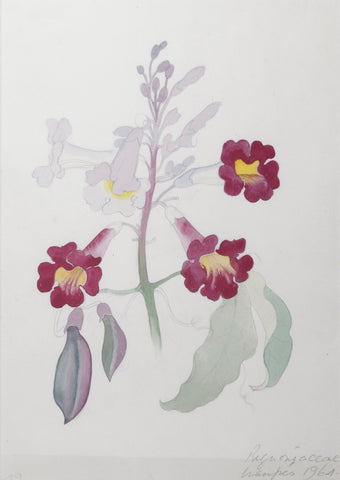 Margaret Mee (British, 1909-1988), Bignoniaceae