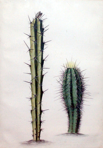 ALIDA WITHOOS (DUTCH, 1661-1730), ‘Cerius Ex Curacao spciis variae’ (Two Cereus Cactuses)
