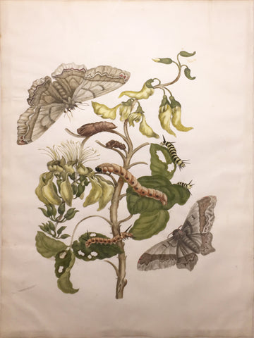 Maria Sibylla Merian (German, 1647-1717), Plate 11.  Coral Bean Tree and Emperor.