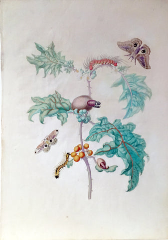 Maria Sibylla Merian (German, 1647-1717), Plate 6. Nightshade (Solanum spec.)