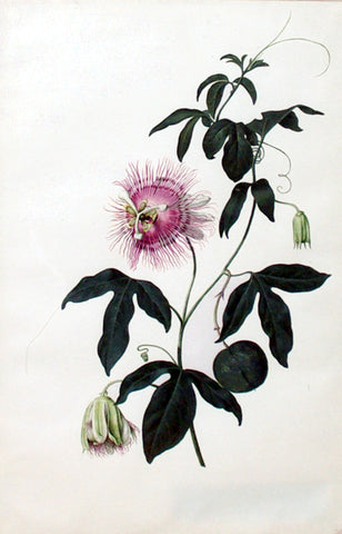 PIETER WITHOOS (DUTCH, 1654-1693), ‘Passion Flower’ (Passiflora racemosa Brot.)
