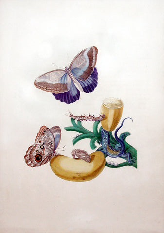 Maria Sibylla Merian (German, 1647-1717), Plate 23. Plantain (Musa paradisea) and Caligo teucer