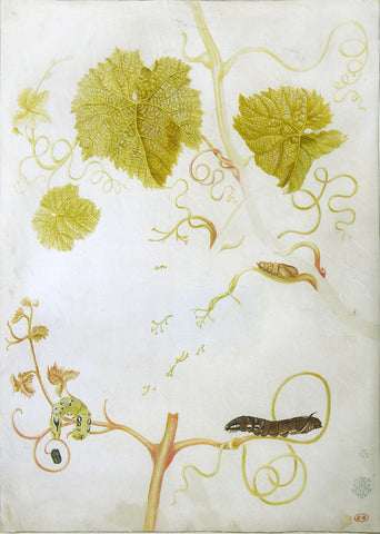 Maria Sibylla Merian (German, 1647-1717), Study of a vine, caterpillars and pupae