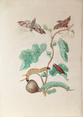 Maria Sibylla Merian (German, 1647-1717), Plate 33. The Fig Tree.  Ficus americana
