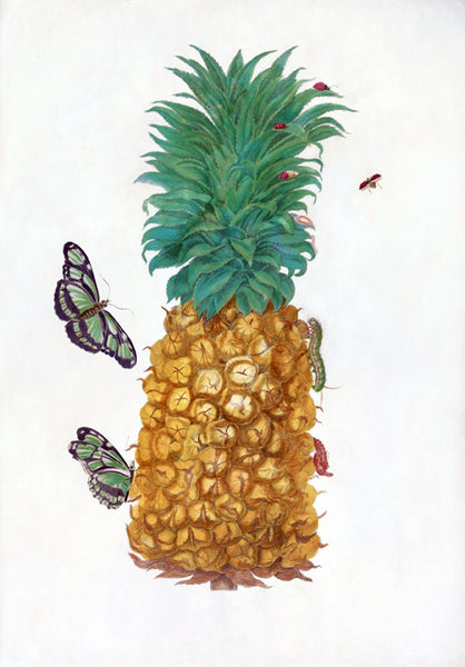Maria Sibylla Merian (German, 1647-1717), Plate 2. The Pineapple