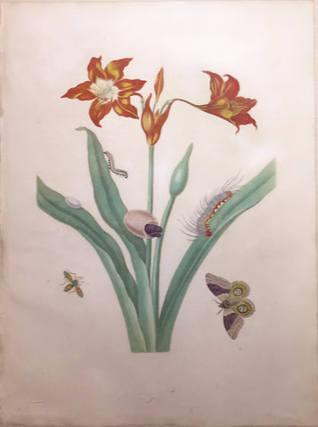 Maria Sibylla Merian (German, 1647-1717), Plate 22. The Red Lily.  Lilium americanum with Automeris liberia