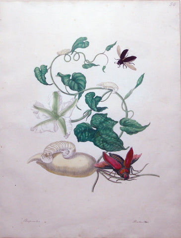 Maria Sibylla Merian (German, 1647-1717), Plate 50. White Batata. Large Horned Beetle with Sweet Potato
