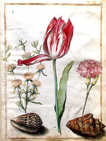 Maria Sibylla Merian (German, 1647-1717), Study of a tulip, carnation and two shells