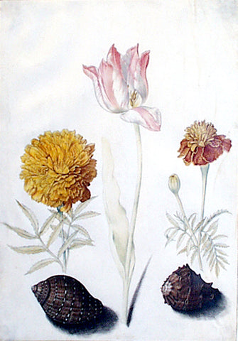 Maria Sibylla Merian (German, 1647-1717), Study of a tulip, two marigolds, and two shells [possibly an African Marigold on the left and French marigold on the right]