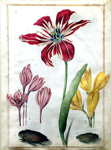 Maria Sibylla Merian (German, 1647-1717), Study of a tulip, two crocus and two insects