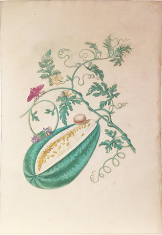 Maria Sibylla Merian (German, 1647-1717), Plate 15. The Watermelon