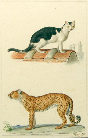Jean - Baptiste Meunier (French, 1786-1858) Domestic Cat and Cheetah [Paris Rooftop]