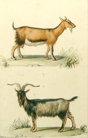 Jean - Baptiste Meunier (French, 1786-1858) Billy Goats
