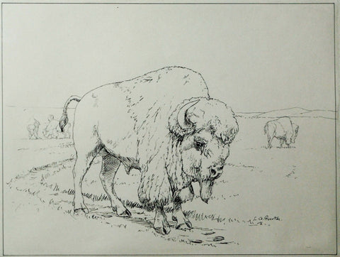 Louis Agassiz Fuertes (1874-1927), Drawing of a Buffalo