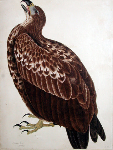 Robert Mitford (British, 1781-1870), “Cinereous and Sea Eagle, Young”
