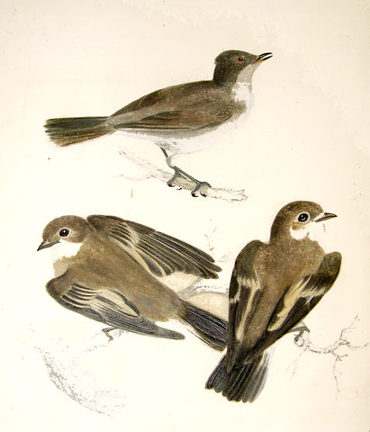 ATTRIBUTED TO ROBERT MITFORD (BRITISH, 1781-1870), “Three Brown Birds on Two Branches”