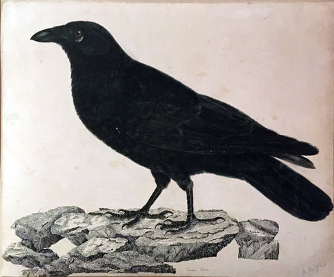 ROBERT MITFORD (BRITISH, 1781-1870), “A Carrion Crow“