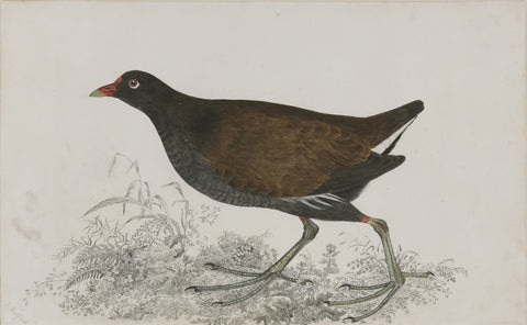 ROBERT MITFORD (BRITISH, 1781-1870), “A Carrion Crow“