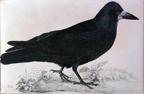 ROBERT MITFORD (BRITISH, 1781-1870), “A Rook”