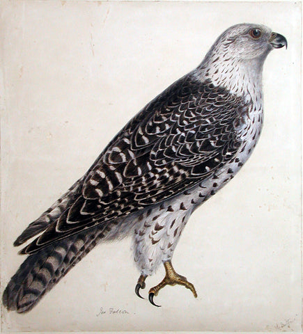 Prideaux John Selby (British, 1788-1867), “Jer Falcon”