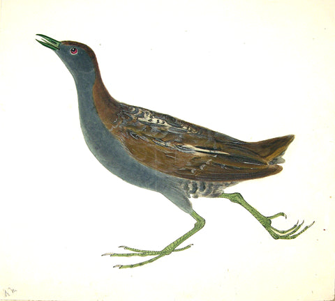 ROBERT MITFORD (BRITISH, 1781-1870), “Little Crake”