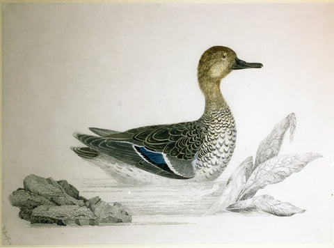 ROBERT MITFORD (BRITISH, 1781-1870), “Teal Female” for Plate 2.54 (no. 2)