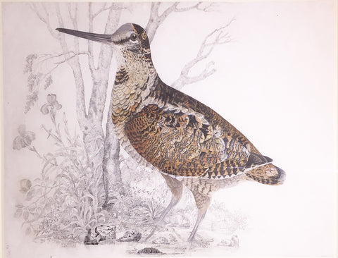 ROBERT MITFORD (BRITISH, 1781-1870), “Woodcock”