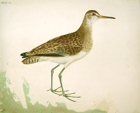 ROBERT MITFORD (BRITISH, 1781-1870), “Wood Sandpiper”